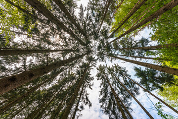 Low angle shot of sunlight filtering through tall evergreen trees in a forest