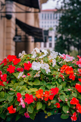 Vertical shot of vibrant flowers in a pot outdoors