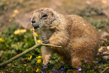 an animal holding onto a stick with it's paws