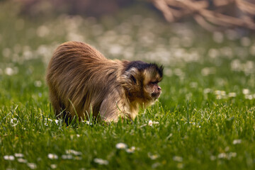 a monkey on the grass playing with a frisbee