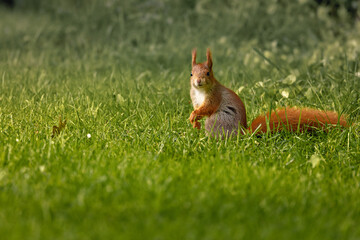 a squirrel is sitting on the ground in some green grass