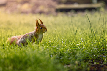 a squirrel is standing in tall grass near a bench outside