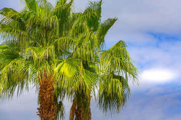 Green palm trees in the blue cloudy sky
