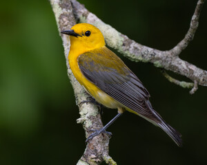 Bird perched on tree branch, gazing into distance