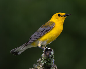 Yellow bird perches on a branch