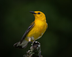 Yellow bird perched on branch