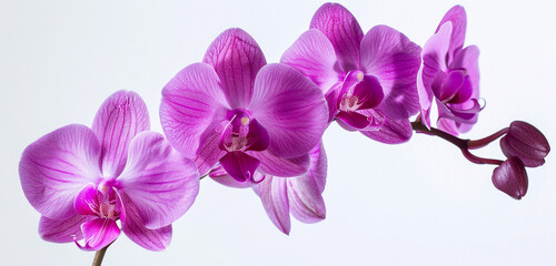 Striking vibrant orchid abstract billboard showcased clearly on a white background.