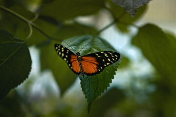 Vibrant tithorea butterfly perched on a green leaf among foliage