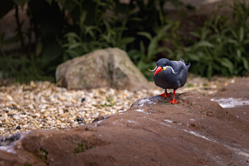 Obraz premium Tiny inca tern bird perched on a rock by water