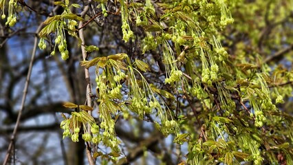 Fototapeta premium Tree branches of Acer saccharum, the sugar maple, with flowers in spring.