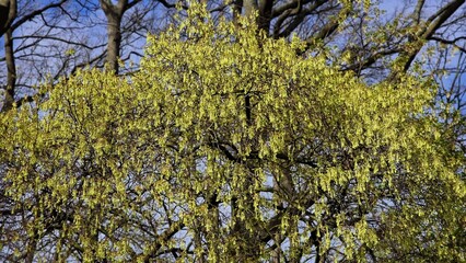 Fototapeta premium Tree branches of Acer saccharum, the sugar maple, with flowers in spring.