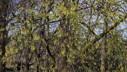 Fototapeta premium Tree branches of Acer saccharum, the sugar maple, with flowers in spring.