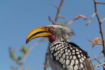 Southern yellow-billed hornbill © Brent