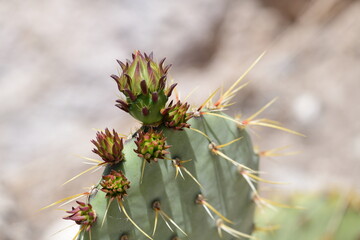 closeup on cactus like plant