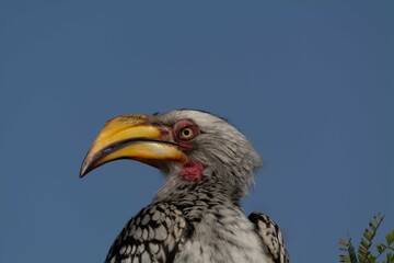 Yellow-billed hornbill