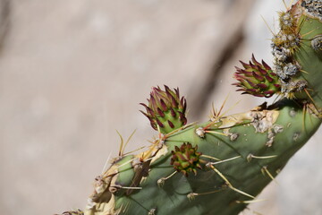 closeup on cactus like plant