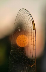 spider web with dew drops