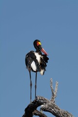 Saddle-billed stork