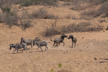Burchell's zebra