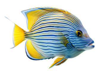 Obraz premium Colorful Striped Surgeonfish Isolated on White Background