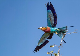 Lilac breasted roller