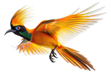 Obraz premium Stunning Bird of Paradise in Flight Against White Background