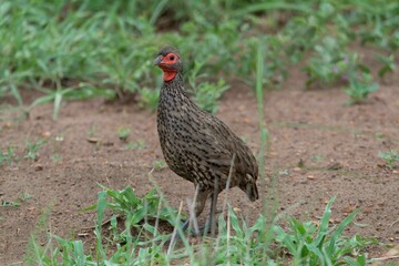Swainson's spurfowl