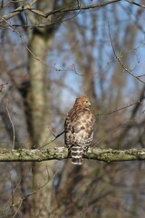 hawk hunting