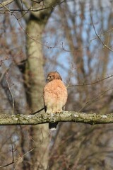 front-faced hawk