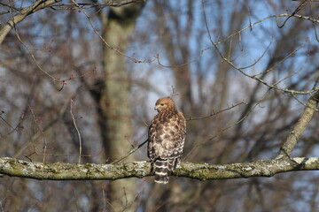 hawk on tree
