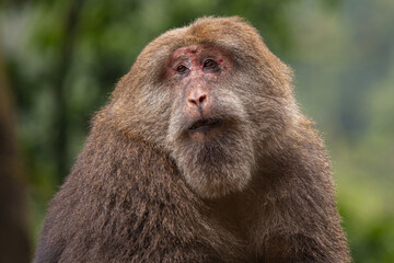 Portrait of a female Tibetan macaque (Macaca thibetana), Emei Shan mountains, Sichuan province China
