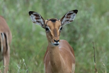 Impala