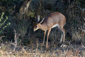Steenbok