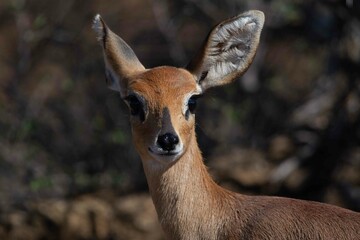 Fototapeta premium Steenbok