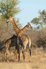 Southern giraffe