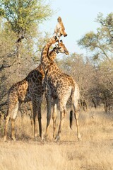 Southern giraffe