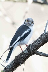 White crested helmet-shrike