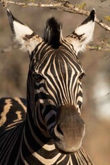 Naklejka premium Burchell's zebra