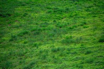 Green natural grass texture background