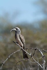 Grey hornbill