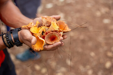 Selective focus woolly chanterelle, turbinellus floccosus, mushrooms, and a lot of yellow-orange forest in hand. There is space for text.