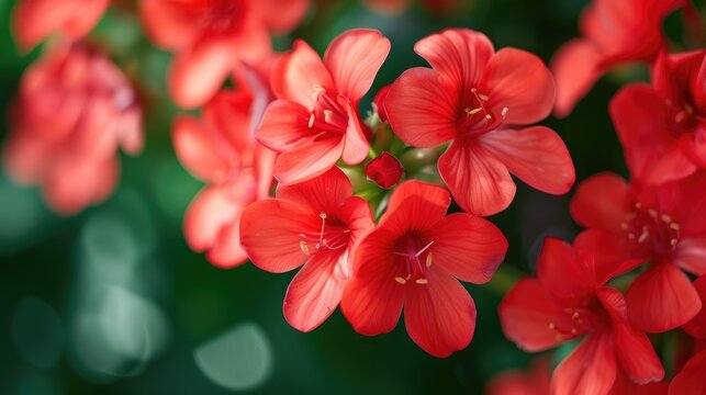Beautiful Image of Red Flowers with a Natural Appearance