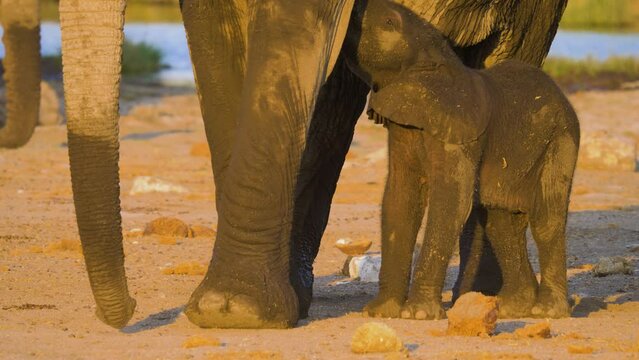 Afrikaanse olifant (Loxodonta africana); baby elephant is breastfed by its mother