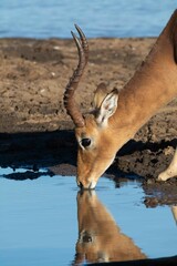 Impala