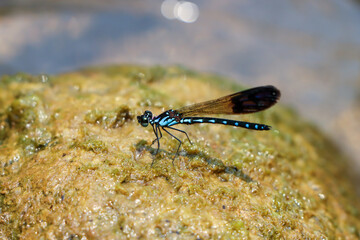 Selective focus A large-eyed, black, blue-patterned dragonfly sits on a wet rock beside a river in a pristine rainforest.