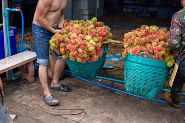 Selective focus, lots of red rambutans in a blue basket Fresh rambutans from farmers' gardens in...