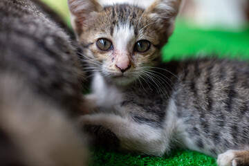 Selective focus: A little gray and white striped kitten is sleeping comfortably next to its mother cat on the artificial grass in a green house.