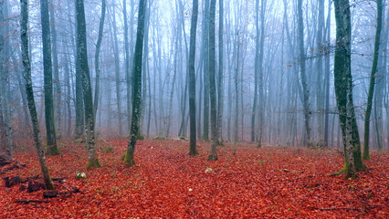 Magical and foggy fall orange autumn seasonal forest nature background.