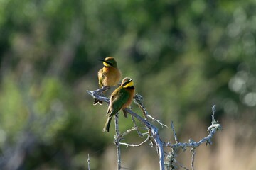 Little bee eater