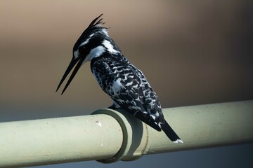 Pied kingfisher